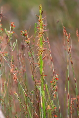 Prasophyllum drummondii