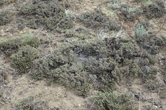 Nanophyton grubovii