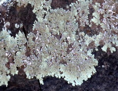 Flavopunctelia soredica