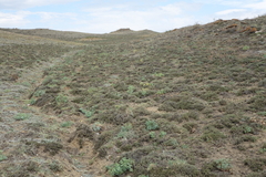 Nanophyton grubovii