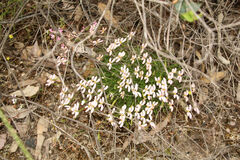 Stylidium uniflorum