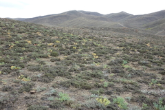 Nanophyton grubovii