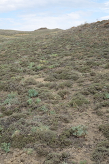 Nanophyton grubovii