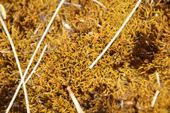 Triquetrella papillata