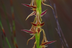 Prasophyllum drummondii