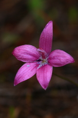 Elythranthera emarginata