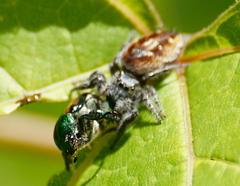 Phidippus insignarius