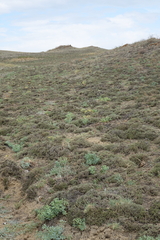 Nanophyton grubovii