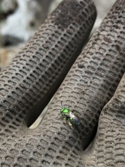 Augochloropsis viridula