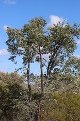 Corymbia setosa