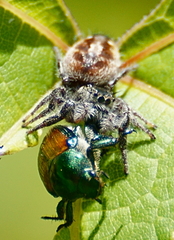 Phidippus insignarius