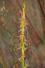 Prasophyllum drummondii