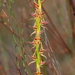 Prasophyllum drummondii - Photo (c) Hugo Innes,  זכויות יוצרים חלקיות (CC BY), הועלה על ידי Hugo Innes