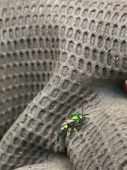 Augochloropsis viridula