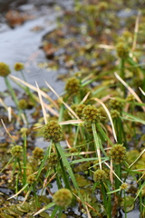 Cyperus blepharoleptos