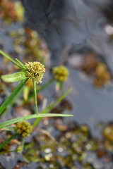 Cyperus blepharoleptos