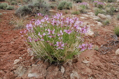 Astragalus saurinus