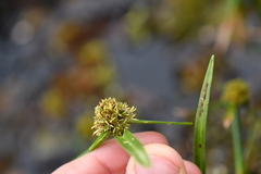 Cyperus blepharoleptos