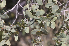 Corymbia setosa