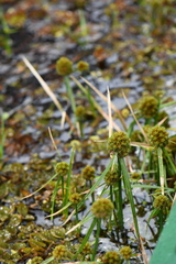 Cyperus blepharoleptos