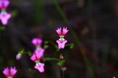 Stylidium calcaratum