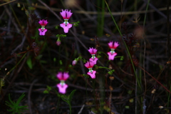 Stylidium calcaratum