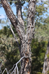 Corymbia setosa