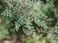 Indigofera lindheimeriana