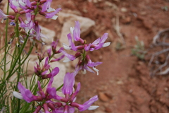 Astragalus saurinus