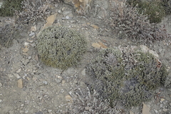 Nanophyton grubovii
