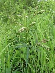Sanguisorba tenuifolia