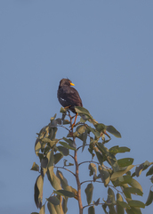 Acridotheres grandis