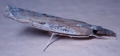 Fissicrambus mutabilis