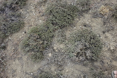 Nanophyton grubovii