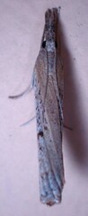 Fissicrambus mutabilis