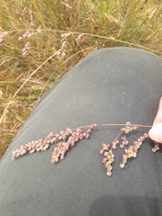 Chascolytrum subaristatum