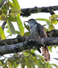 Cuculus micropterus