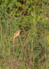 Pycnonotus conradi