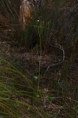 Ornduffia albiflora