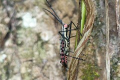 Macrochenus isabellinus