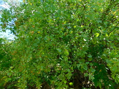 Lycium boerhaviifolium
