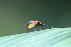 Dindymus sanguineus