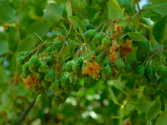 Lycium boerhaviifolium