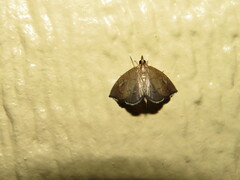 Perispasta caeculalis