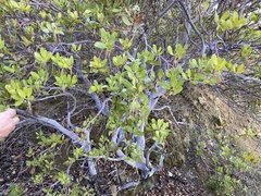 Arctostaphylos insularis