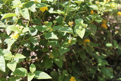 Lantana depressa