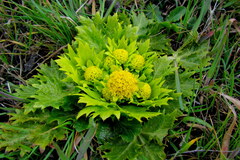 Sanicula arctopoides