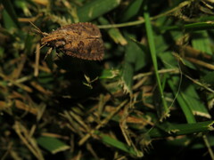 Acrolophus popeanella