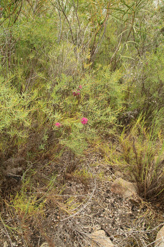 Image of Melaleuca radula by (c) Em Lamond, some rights reserved (CC BY)