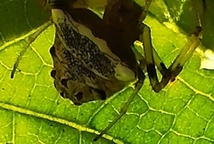 Verrucosa